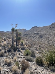 Yucca rostrata