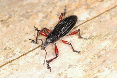 Aulametopus marginellus