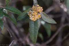Buddleja nitida