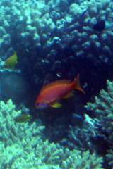 Pseudanthias squamipinnis