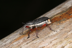 Aulametopus marginellus