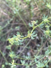 Acmispon cytisoides