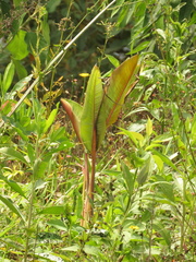 Heliconia griggsiana