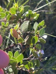 Arctostaphylos hookeri