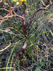Arctostaphylos hookeri