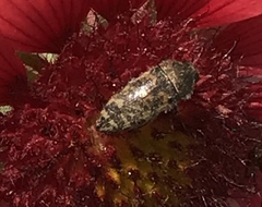 Acmaeodera mixta
