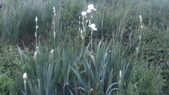 Iris pallida