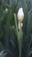 Iris pallida