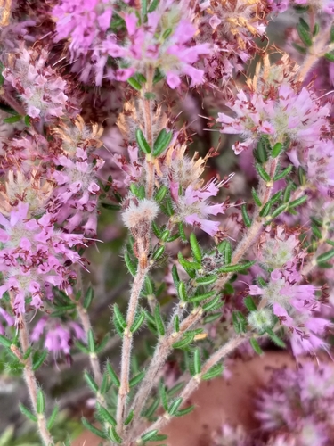 Image of Erica similis by (c) kevin koen, some rights reserved (CC BY-SA)
