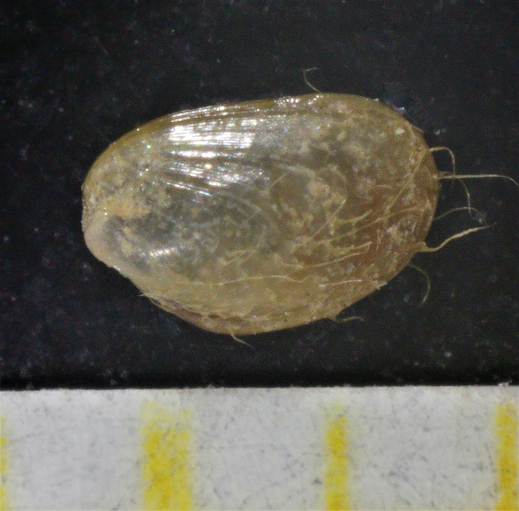 Modiolula