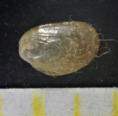 Modiolula phaseolina