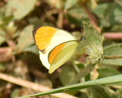 Colotis auxo