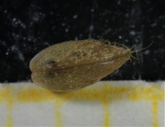 Modiolula phaseolina