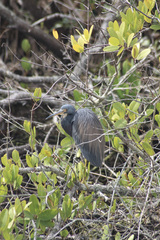 Egretta tricolor image