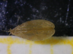 Modiolula phaseolina