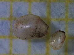 Modiolula phaseolina