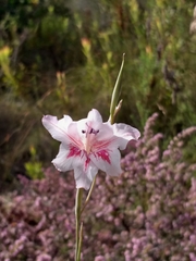 Gladiolus roseovenosus