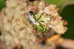 Augochloropsis