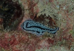 Phyllidiidae