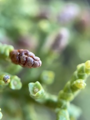 Cupressus goveniana