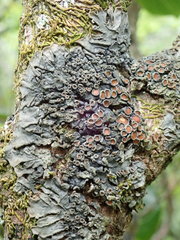 Physma