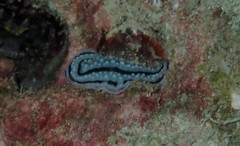 Phyllidiidae