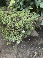 Rhododendron