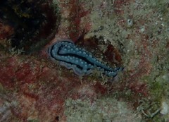 Phyllidiidae