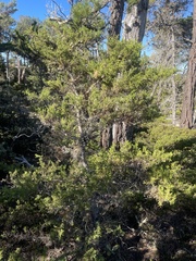 Cupressus goveniana