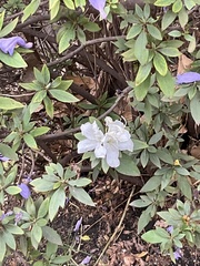 Rhododendron