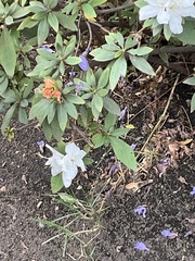 Rhododendron