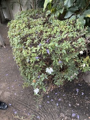 Rhododendron