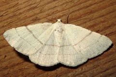 Adactylotis gesticularia