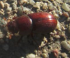 Dellacasiellus pseudofucosus