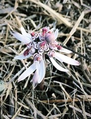 Euphorbia radians