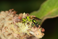 Augochloropsis