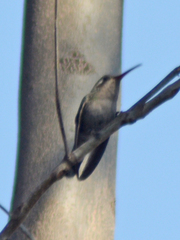 Phaeoptila sordida