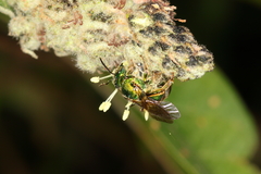 Augochloropsis