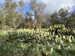 Opuntia × occidentalis