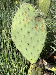 Opuntia × occidentalis
