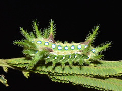 Coenobasis amoena