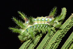 Coenobasis amoena