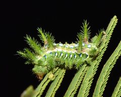 Coenobasis amoena