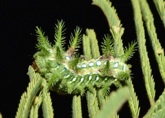 Coenobasis amoena