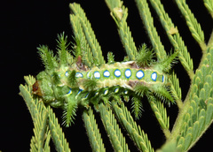 Coenobasis amoena