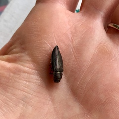 Buprestis striata