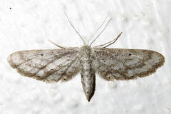 Idaea longaria