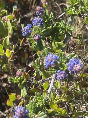 Ceanothus dentatus