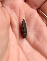 Buprestis striata