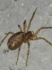 Stemonyphantes lineatus